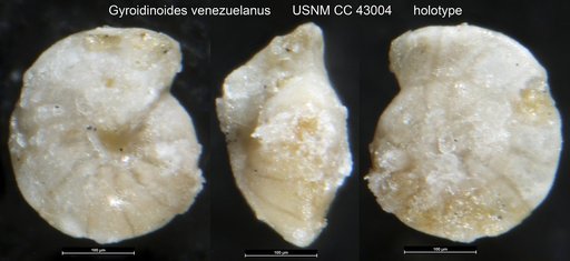 Gyroidinoides venezuelanus Renz, 1948