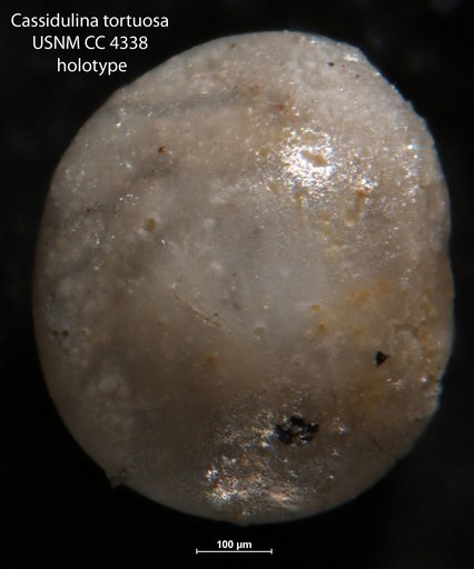 Cassidulina tortuosa Cushman & Hughes, 1925