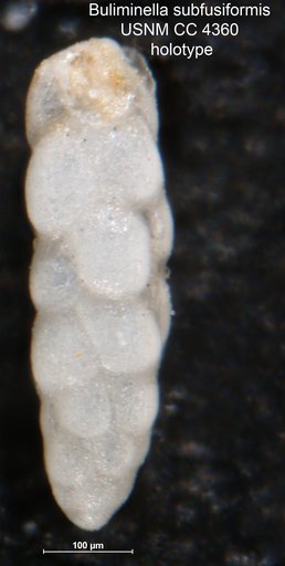 Buliminella subfusiformis Cushman, 1925