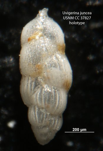 Uvigerina juncea Cushman & Todd, 1941