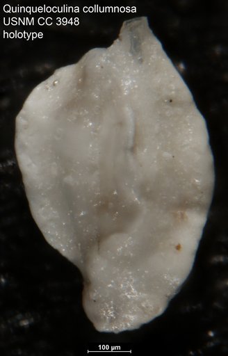 Quinqueloculina collumnosa Cushman, 1922