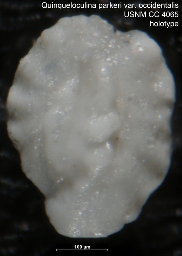 Quinqueloculina parkeri var. occidentalis Cushman, 1921