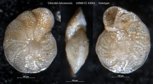 Cibicides falconensis Renz, 1948