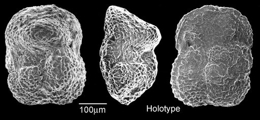 Globorotalia crassata var. aequa Cushman & Renz, 1942