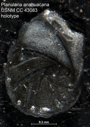 Planularia anahuacana Cushman & Ellisor, 1945