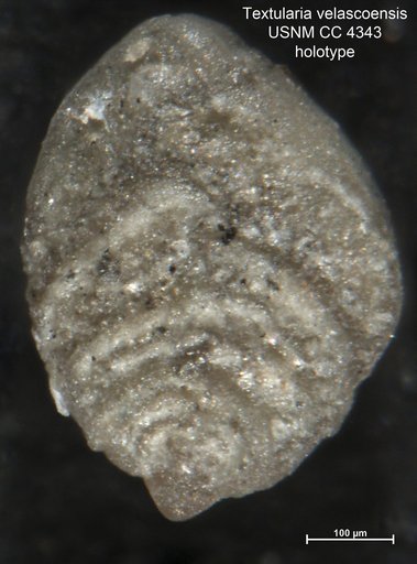 Textularia velascoensis Cushman, 1925