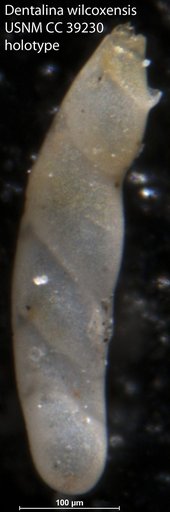 Dentalina wilcoxensis Cushman, 1944