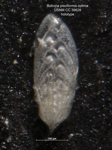 Bolivina pisciformis var. optima Cushman, 1943