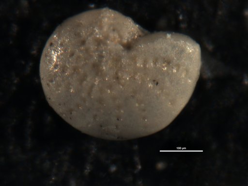 Elphidium twiggsanum Cushman, 1945