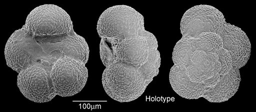 Globigerina ciperoensis Bolli, 1954