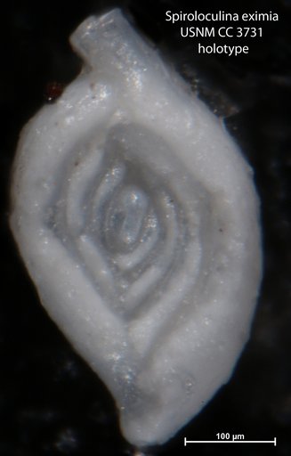 Spiroloculina eximia Cushman, 1922