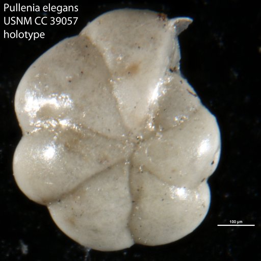 Pullenia elegans Cushman & Todd, 1943