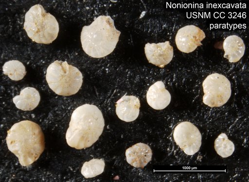 Nonionina inexcavata Cushman & Applin, 1926