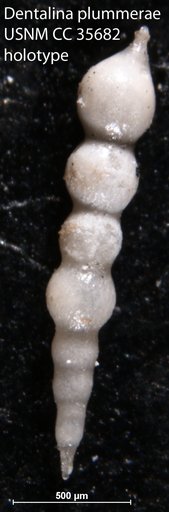 Dentalina plummerae Cushman, 1940