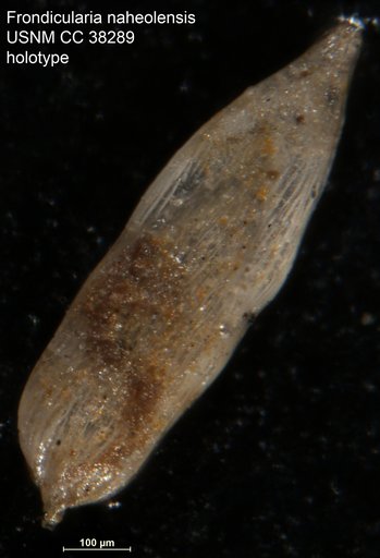 Frondicularia naheolensis Cushman & Todd, 1942
