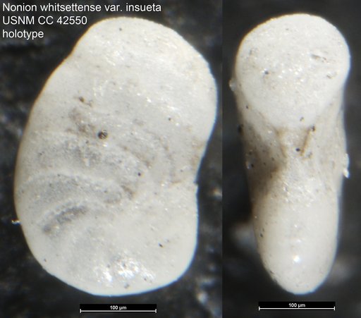 Nonion whitsettense var. insueta Cushman, 1945