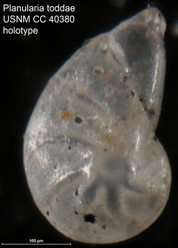 Planularia toddae Cushman, 1944