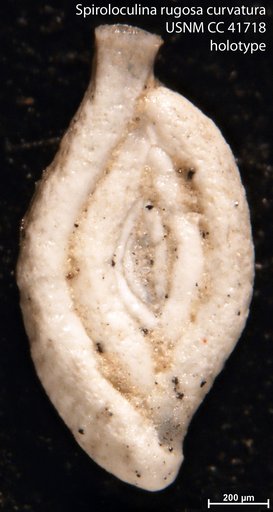 Spiroloculina rugosa var. curvatura Cushman & Todd, 1944