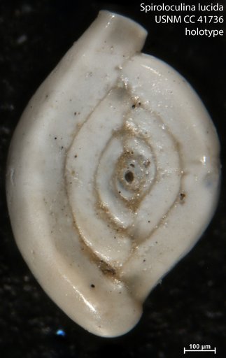 Spiroloculina lucida Cushman & Todd, 1944