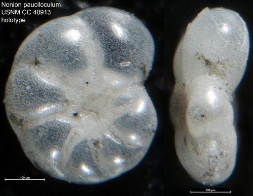 Nonion pauciloculum Cushman, 1944