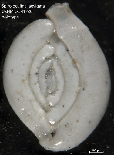 Spiroloculina laevigata Cushman & Todd, 1944