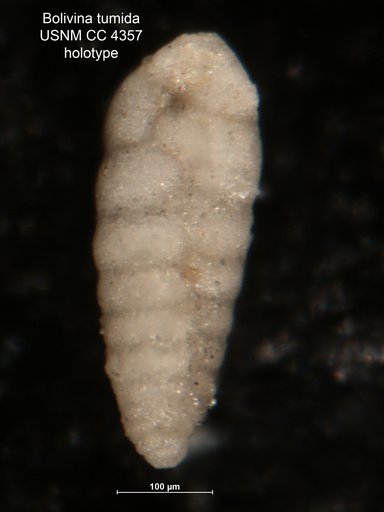 Bolivina tumida Cushman, 1925