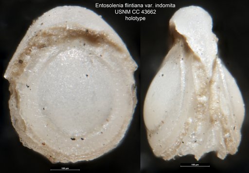 Entosolenia flintiana var. indomita Cushman & Stainforth, 1945