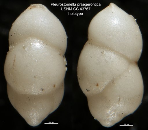 Pleurostomella praegerontica Cushman & Stainforth, 1945