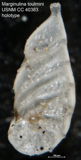 Marginulina toulmini Cushman, 1944