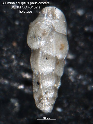 Bulimina sculptilis var. paucicostata Cushman & Ellisor, 1945