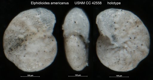 Elphidioides americanus Cushman, 1945