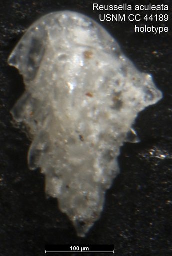 Reussella aculeata Cushman, 1945