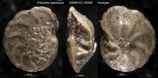 Cibicides speciosus Cushman & Cederstrom, 1949