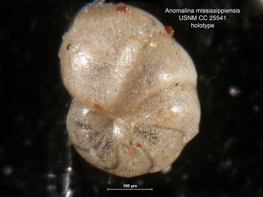 Anomalina mississippiensis Cushman, 1922