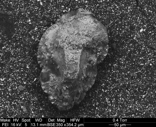 Pseudouvigerina naheolensis Cushman & Todd, 1942