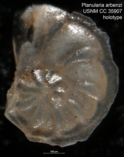 Planularia arbenzi Cushman & Renz, 1941