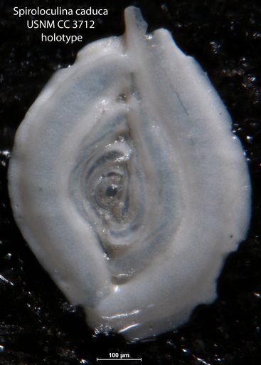 Spiroloculina caduca Cushman, 1922