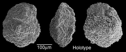 Globorotalia crassata (Cushman, 1925)