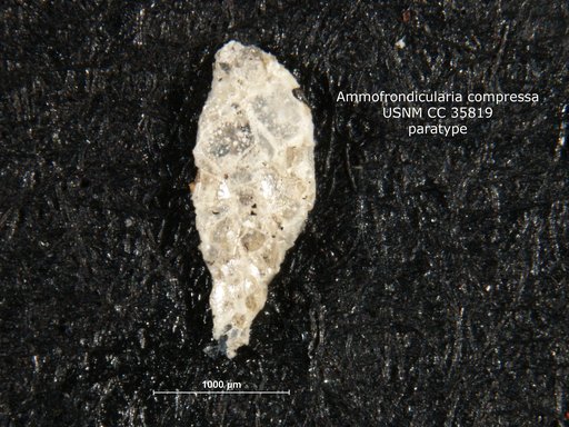 Ammofrondicularia compressa Cushman & McCulloch, 1939