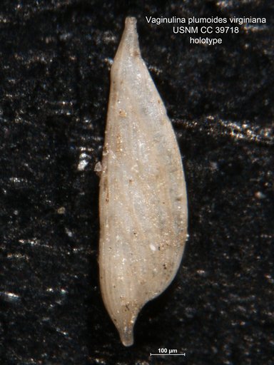 Vaginulina plumoides var. virginiana Cushman, 1944