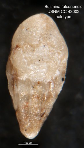 Bulimina falconensis Renz, 1948
