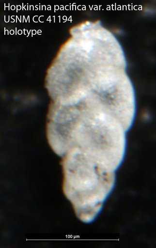 Hopkinsina pacifica var. atlantica Cushman, 1944
