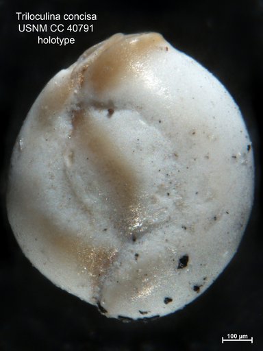Triloculina concisa Cushman, 1944