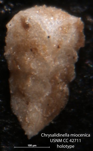 Chrysalidinella miocenica Cushman, 1945