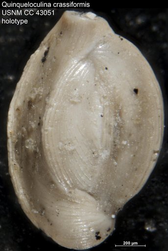 Quinqueloculina crassiformis Cushman & Ellisor, 1945