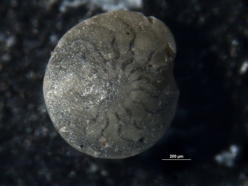 Amphistegina chipolensis var. grandis Cushman & Ellisor, 1945