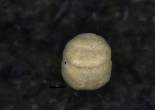 Cribrostomoides cretacea Cushman & Goudkoff, 1944