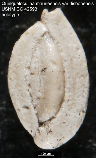 Quinqueloculina maurieensis var. lisbonensis Cushman & Todd, 1945