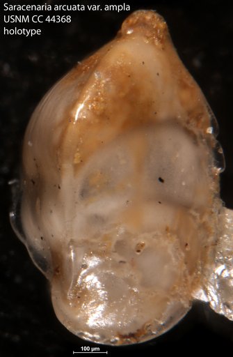 Saracenaria arcuata var. ampla Cushman & Todd, 1945