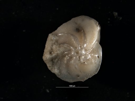 Robulus magnificus Toulmin, 1941